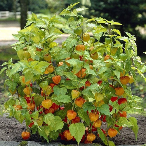 Physalis Samen Kapstachelbeere