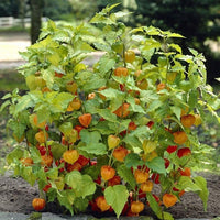 Physalis Samen Kapstachelbeere