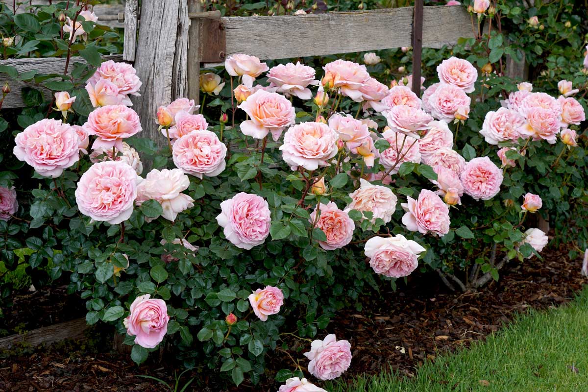 English Groundcover Rose Rosa hybrida Samen zur Aussaat Landhaus Garten floral Beet