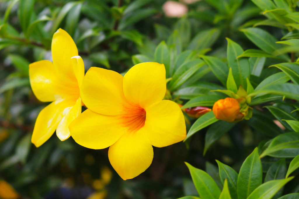 Allamanda Blumensamen zur Aussaat Garten beliebt Traditionssorte & ohne Gentechnik Samen Hausgarten