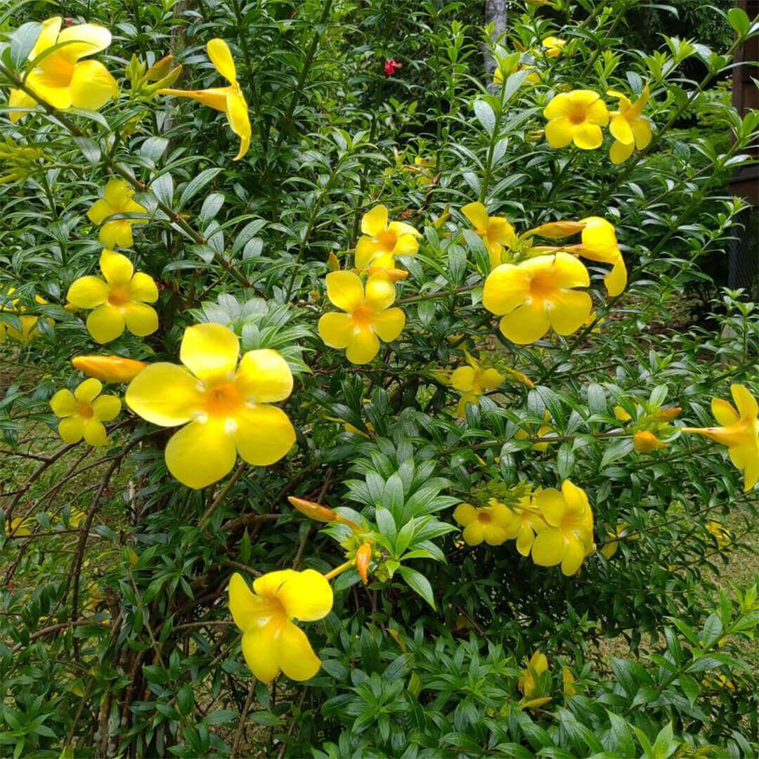 Gelb Allamanda Samen zur Aussaat ideal Adding a tropisch Touch Gärten und Grün Spaces