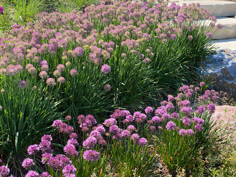 Maritima Blumensamen zur Aussaat leuchtend Blüten Traditionssorte & ohne Gentechnik Samen Hausgarten