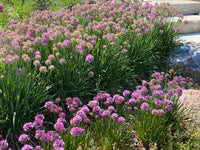Maritima Blumensamen zur Aussaat leuchtend Blüten Traditionssorte & ohne Gentechnik Samen Hausgarten