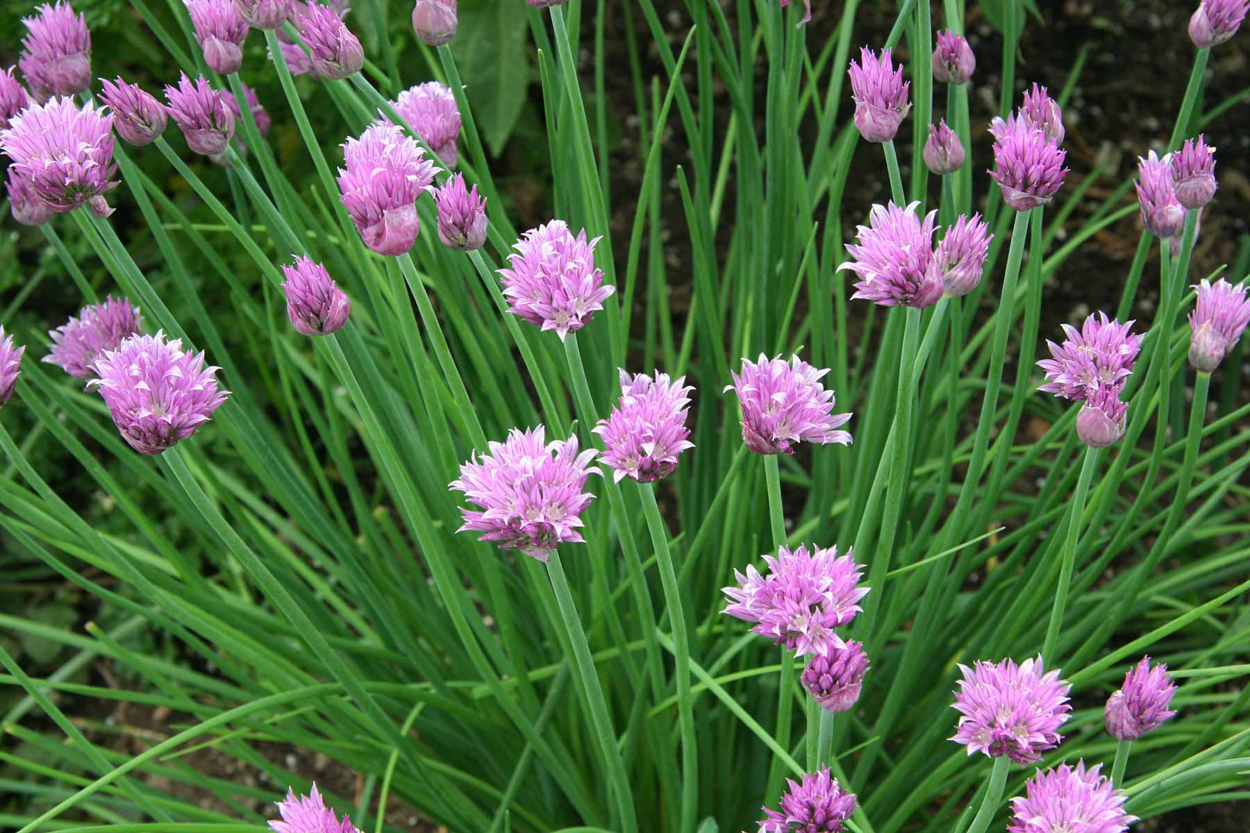 Allium schoenoprasum herb samen

