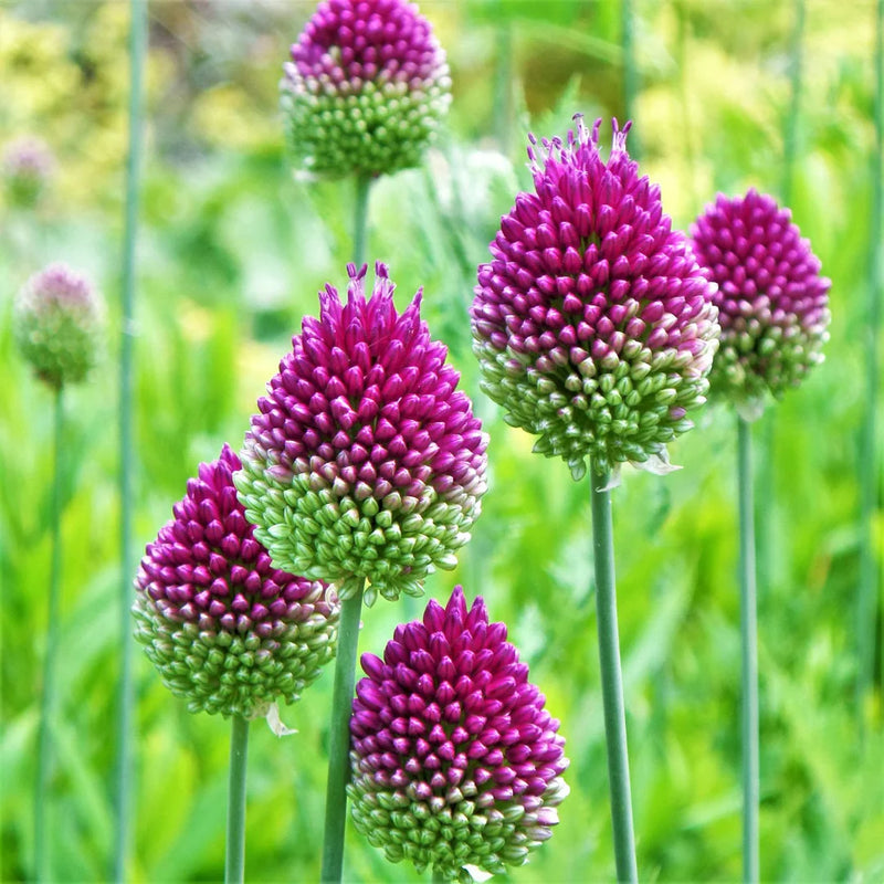 Sphaerocephalon Blumensamen zur Aussaat – sonnenliebend – Traditionssorte & ohne Gentechnik Samen Hausgarten