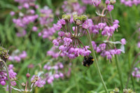 Lila Cernuum Blumensamen zur Aussaat – robust Sorte – Traditionssorte & ohne Gentechnik Samen Hausgarten