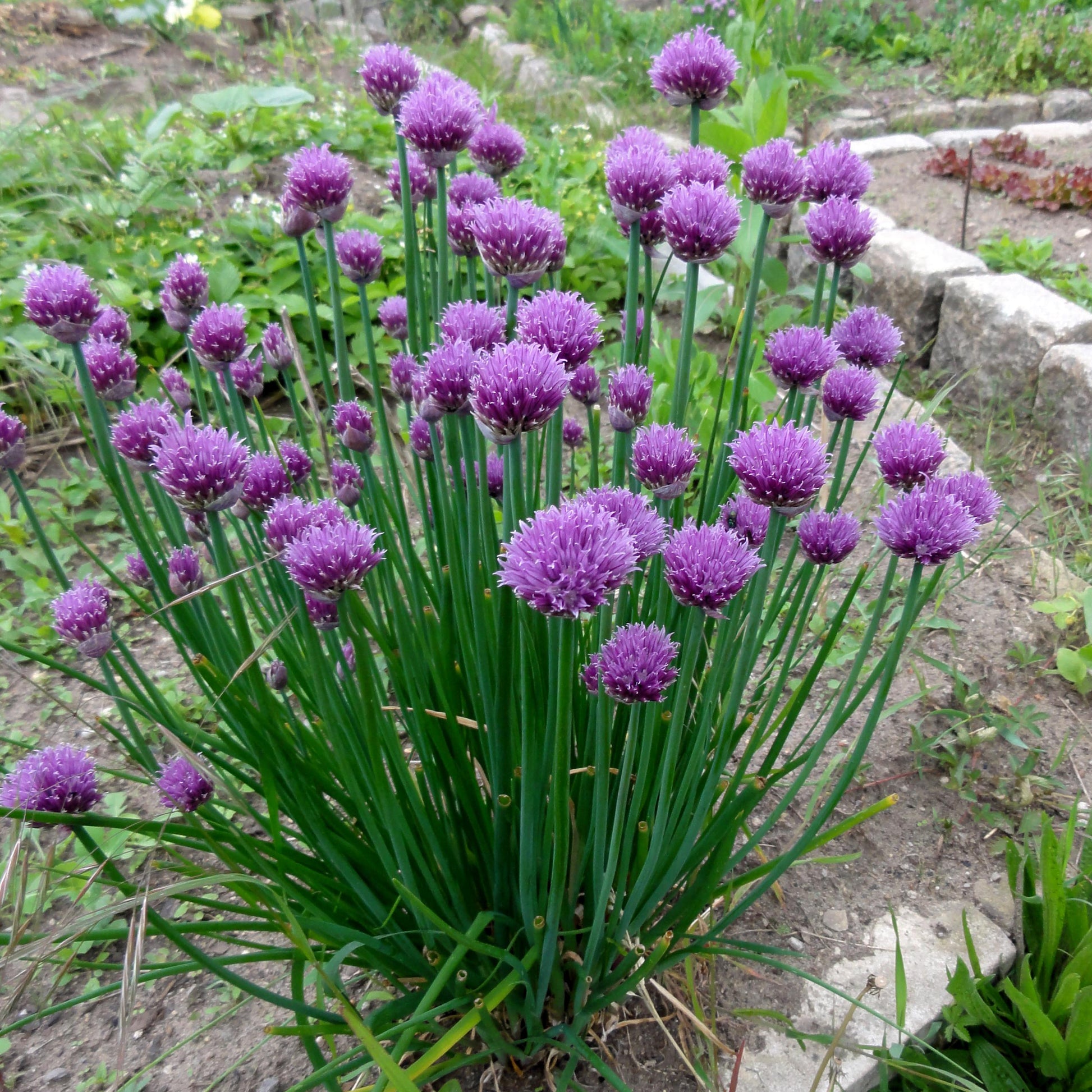rustikal Schnittlauch Blumensamen – Traditionssorte ohne Gentechnik – saisonal Dauerblüher Hausgarten Aussaat
