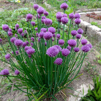 rustikal Schnittlauch Blumensamen – Traditionssorte ohne Gentechnik – saisonal Dauerblüher Hausgarten Aussaat