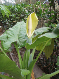 Alocasia Macrorrhiza Blumensamen zur Aussaat Schnitt Blume beliebt Traditionssorte & ohne Gentechnik Samen Hausgarten