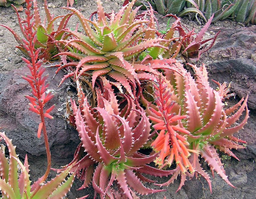 Rot Grün Aloe Blumensamen zur Aussaat kompakt Wuchs Traditionssorte & ohne Gentechnik Samen Hausgarten