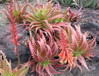 Rot Grün Aloe Blumensamen zur Aussaat kompakt Wuchs Traditionssorte & ohne Gentechnik Samen Hausgarten