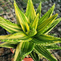 Gelb Grün Aloe Blumensamen zur Aussaat Halbschatten verträglich Traditionssorte & ohne Gentechnik Samen Hausgarten