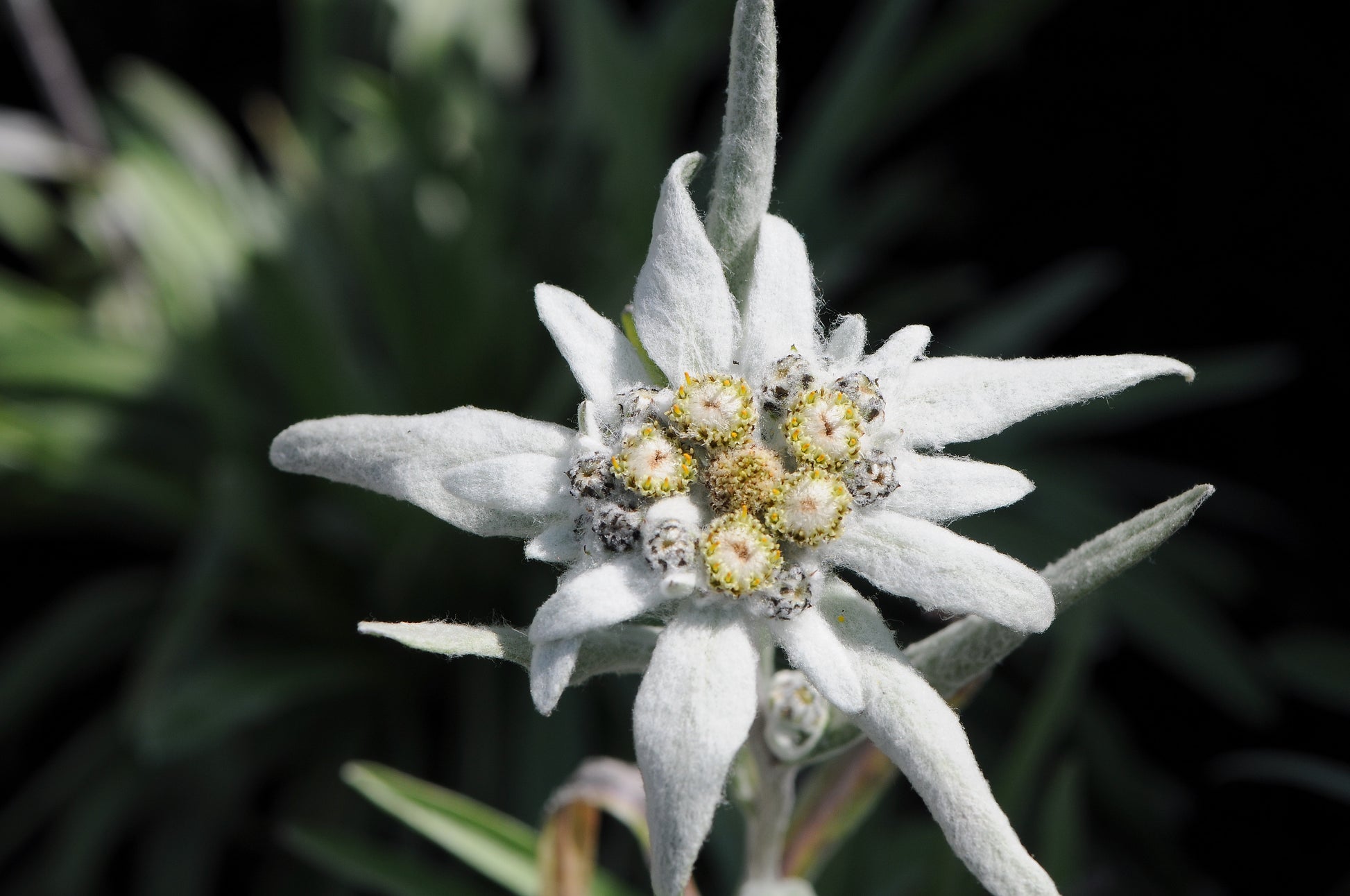 Weiß Edelweiss Blumensamen zur Aussaat – lang Blüte Saison – Traditionssorte & ohne Gentechnik Samen Hausgarten