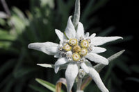Weiß Leontopodium Blumensamen zur Aussaat – robust Sorte – Traditionssorte & ohne Gentechnik Samen Hausgarten