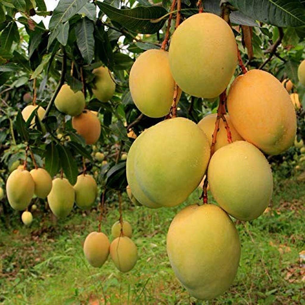 Mango Samen für einfaches Anpflanzen