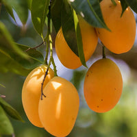 Mango Samen für einfaches Anpflanzen