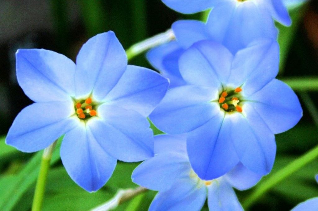 Alpine Blumensamen zur Aussaat – Landhaus Garten wichtig – Traditionssorte & ohne Gentechnik Samen Hausgarten