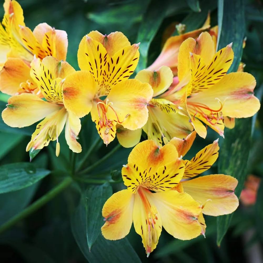 Non gmo rot gelb alstroemeria samen