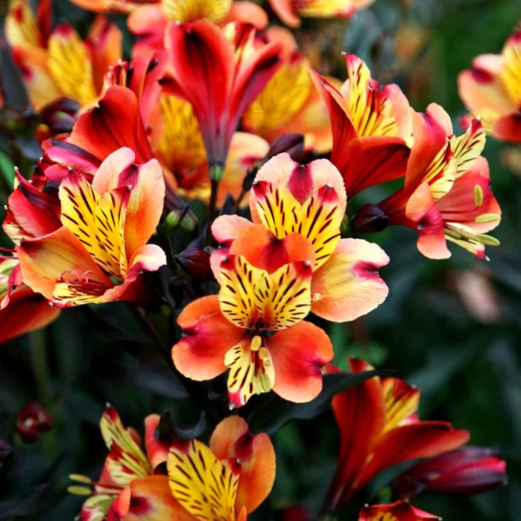 Ornamental rot gelb alstroemeria samen for landscapes