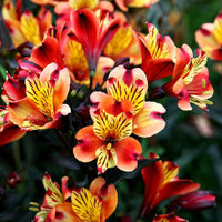 Ornamental rot gelb alstroemeria samen for landscapes