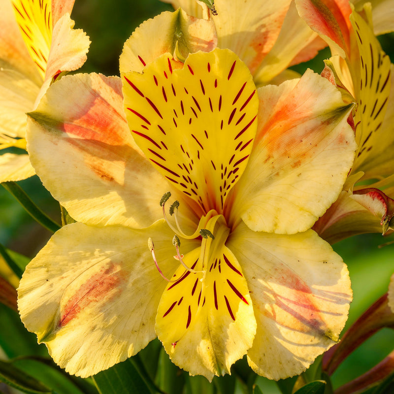 Rot gelb alstroemeria samen for anpflanzung