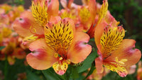 Alstroemeria Samen Inkalilie fuer Garten