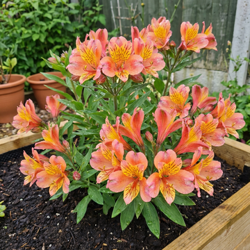 Alstroemeria Samen Inkalilie fuer Garten