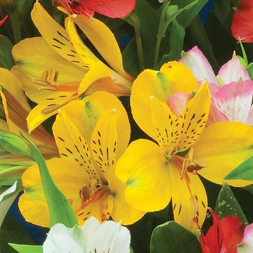 Gelb Alstroemeria Blumensamen zur Aussaat – leuchtend – Traditionssorte & ohne Gentechnik Samen Hausgarten