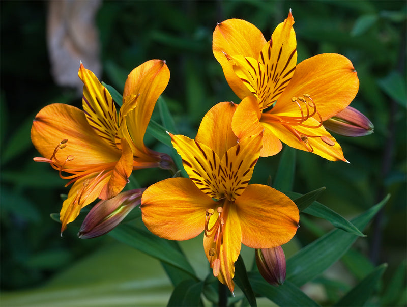 Gelb Alstroemeria Blumensamen Aussaat