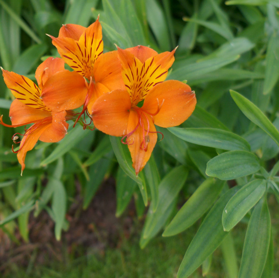 Gelb Alstroemeria Blumensamen Aussaat