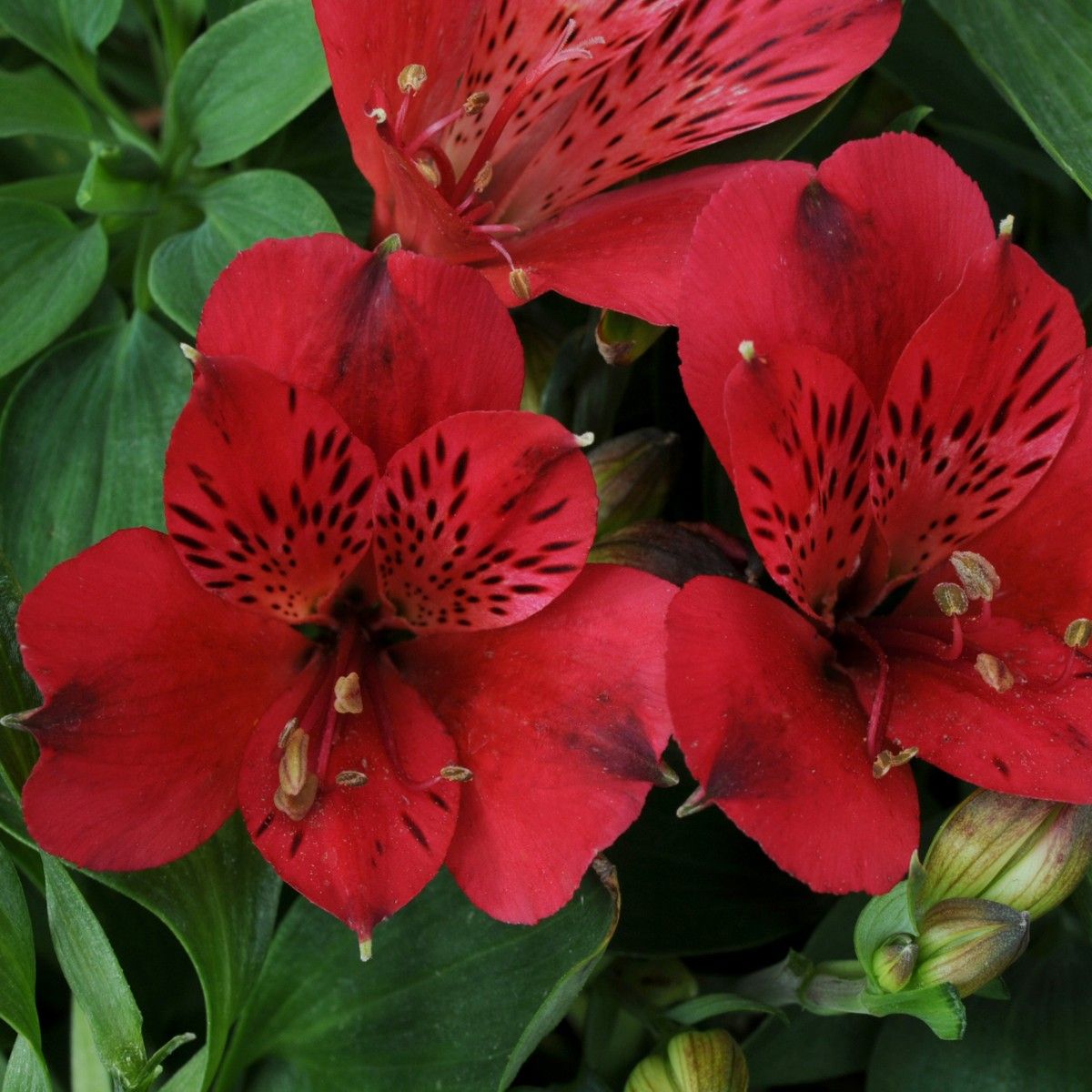 Rot Alstroemeria Psittacina Blumensamen zur Aussaat – leuchtende einjährige Blüten