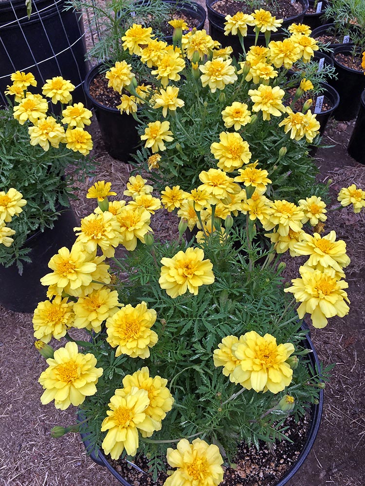 Traditionssorte Alumia Vanilla Blumensamen zur Aussaat leuchtend Traditionssorte & ohne Gentechnik Samen Hausgarten