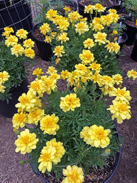 Traditionssorte Alumia Vanilla Blumensamen zur Aussaat leuchtend Traditionssorte & ohne Gentechnik Samen Hausgarten