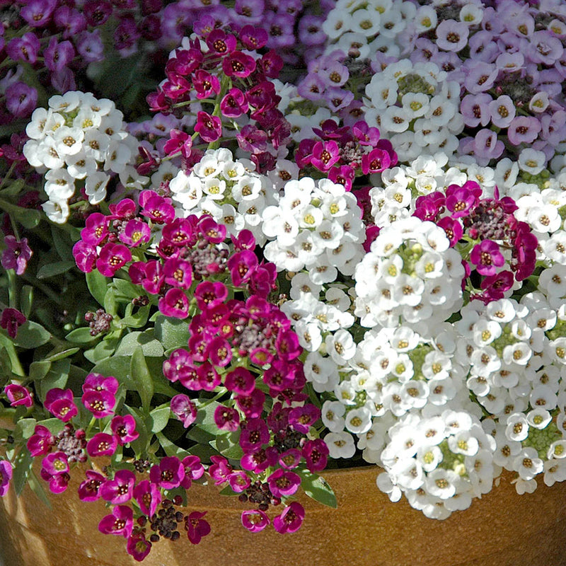 Traditionssorte Alyssum Blumensamen zur Aussaat ideal Rabatten Traditionssorte & ohne Gentechnik Samen Hausgarten