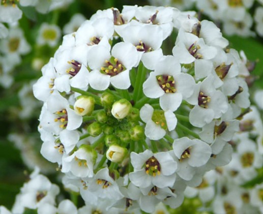 Alyssum lobularia ground cover anpflanzung samen