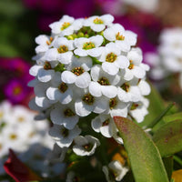 Alyssum lobularia samen for anpflanzung