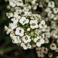 Non gmo alyssum lobularia samen for gardening