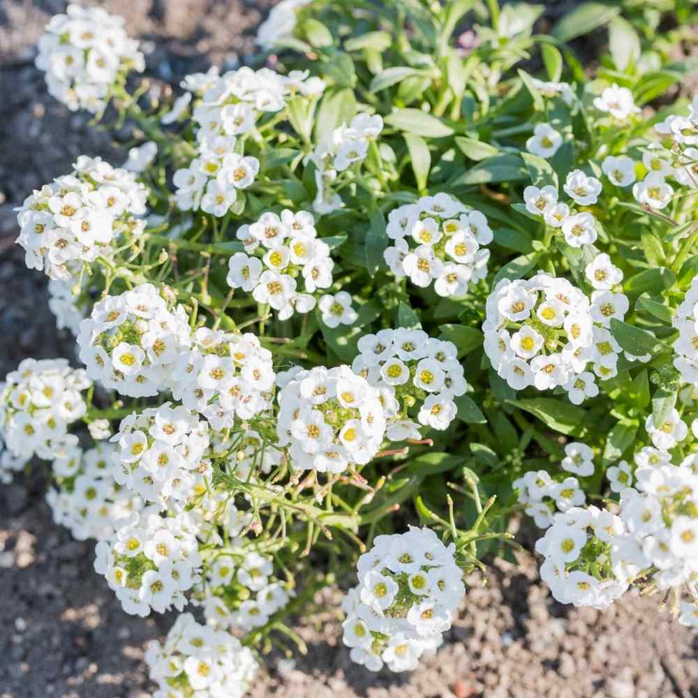 Traditionssorte Weiß bonnet Blumensamen zur Aussaat leuchtend Blüten Traditionssorte & ohne Gentechnik Samen Hausgarten