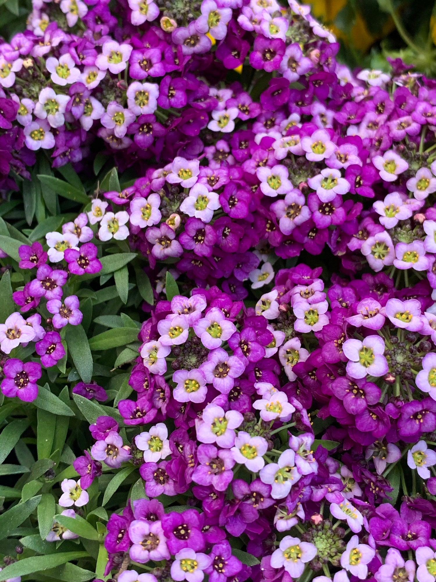 Alyssum Royal Carpet Blumensamen zur Aussaat saisonal Dauerblüher Traditionssorte & ohne Gentechnik Samen Hausgarten