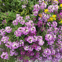 Traditionssorte Sweet Alyssum Blumensamen zur Aussaat Garten beliebt Traditionssorte & ohne Gentechnik Samen Hausgarten
