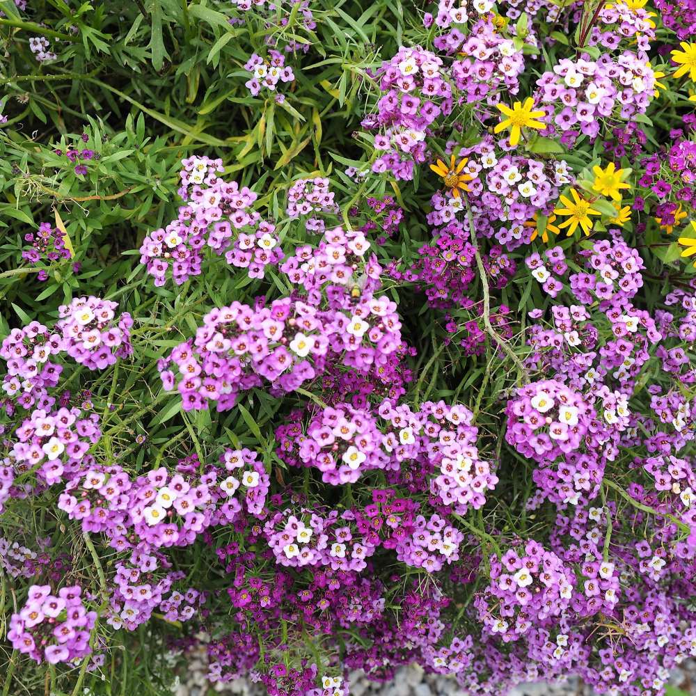 Lobularia Maritima Blumensamen zur Aussaat – Bestäuber freundlich – Traditionssorte & ohne Gentechnik Samen Hausgarten