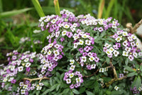 Alyssum Royal Carpet Blumensamen zur Aussaat saisonal Dauerblüher Traditionssorte & ohne Gentechnik Samen Hausgarten