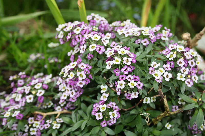 Alyssum Royal Carpet Blumensamen zur Aussaat saisonal Dauerblüher Traditionssorte & ohne Gentechnik Samen Hausgarten