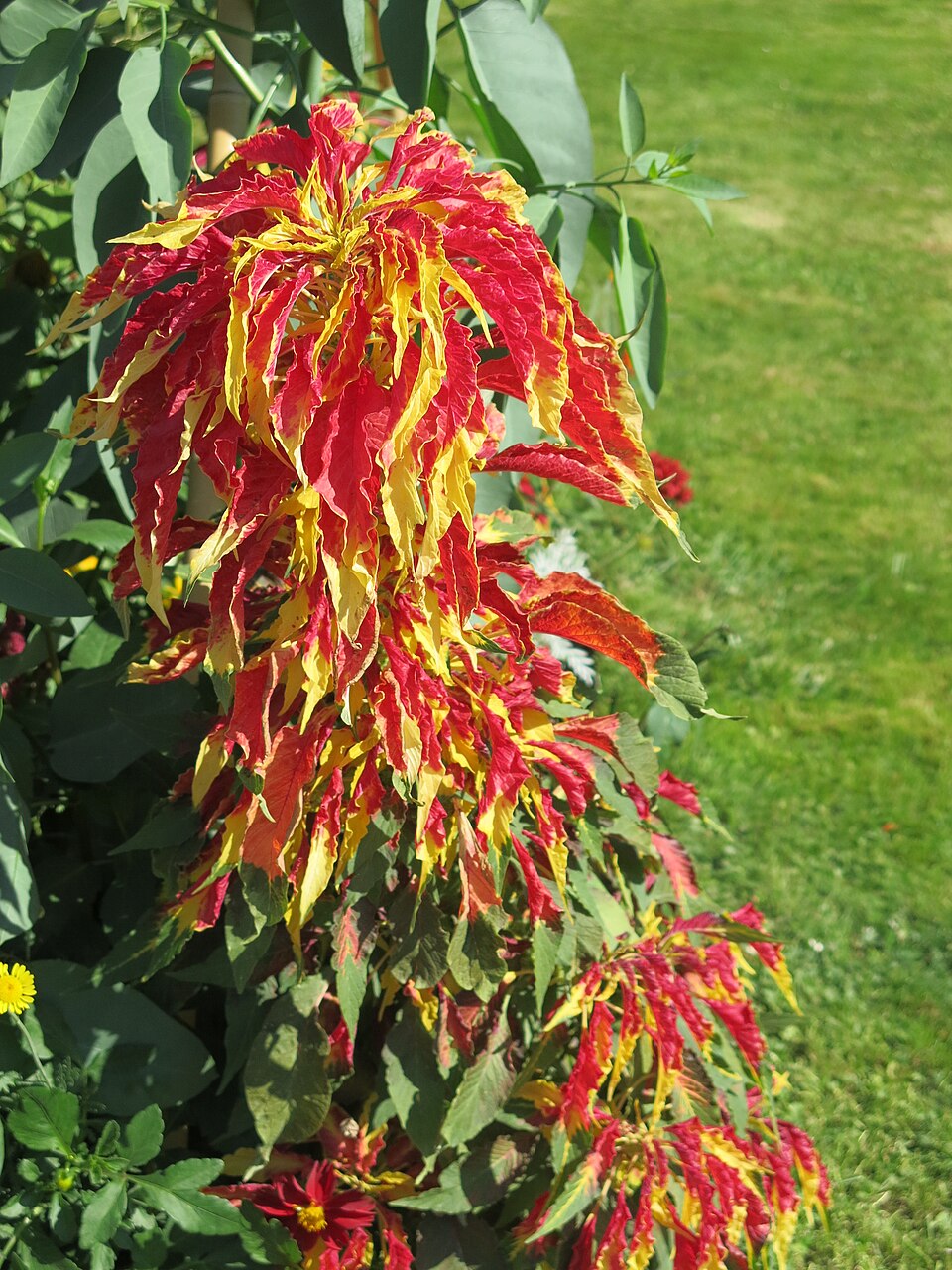 Rot Gelb Weihnachtsstern Blumensamen zur Aussaat – hochwertige Qualitäts- – Traditionssorte & ohne Gentechnik Samen Hausgarten