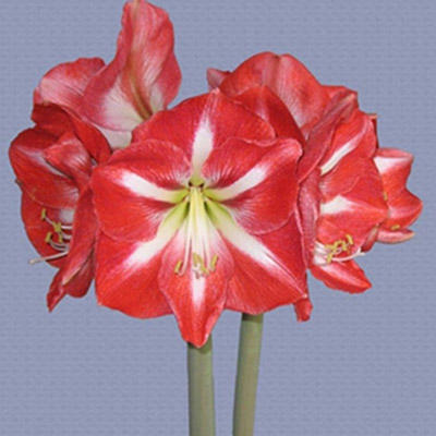 Rot Grün Ritterstern Blumensamen zur Aussaat Drought verträglich Traditionssorte & ohne Gentechnik Samen Hausgarten