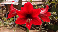 Rot mehrjährig Blumensamen zur Aussaat Bestäuber freundlich Traditionssorte & ohne Gentechnik Samen Hausgarten