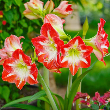Rot Weiß Ritterstern Blumensamen Garten robust Sorte Traditionssorte & ohne Gentechnik Samen Hausgarten