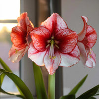 Weiß Rot Hippeastrum Blumensamen zur Aussaat leuchtend Blüten Traditionssorte & ohne Gentechnik Samen Hausgarten