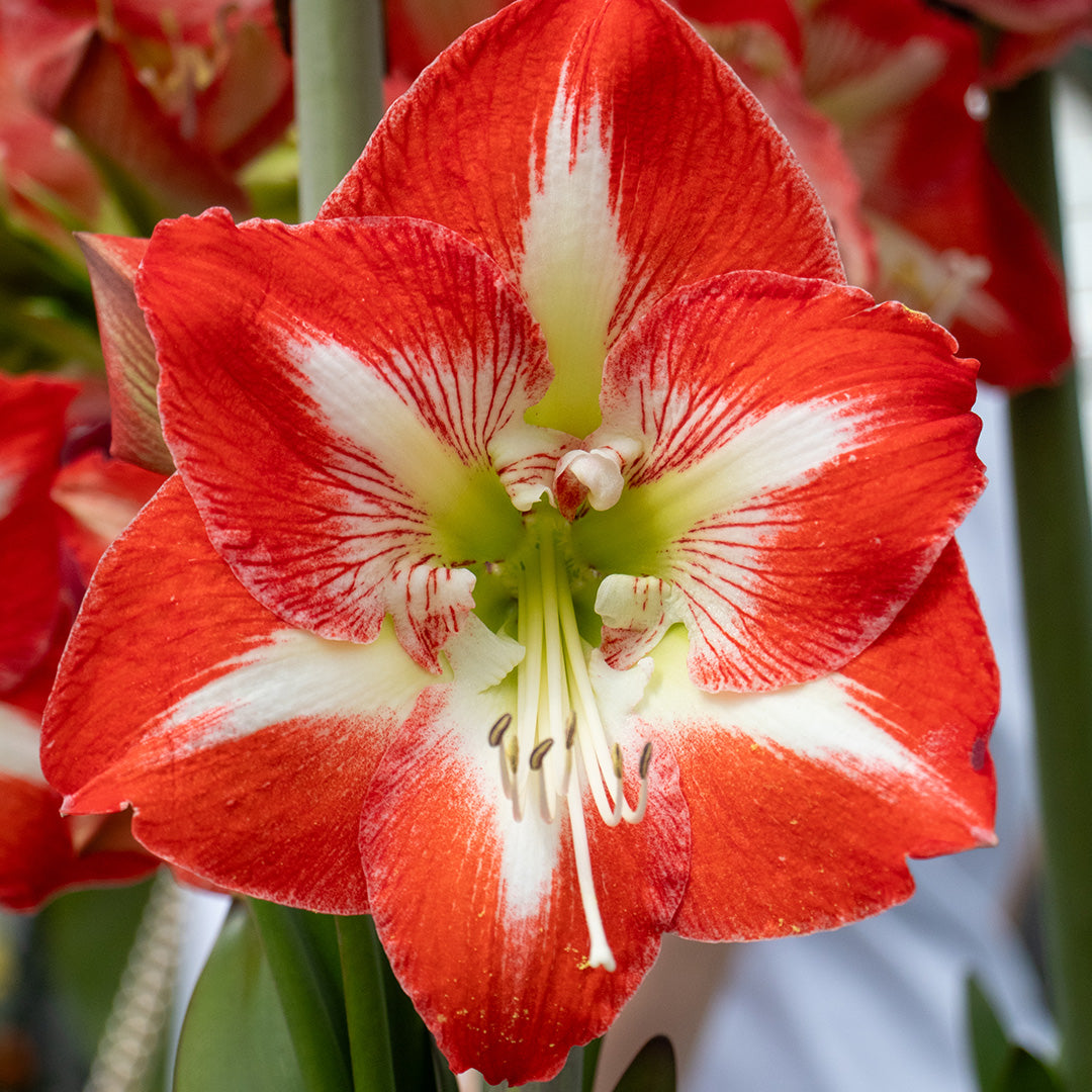 Gemischt Ritterstern Blumensamen zur Aussaat leuchtend Blüten Traditionssorte & ohne Gentechnik Samen Hausgarten