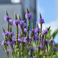 Blau Vervain Blumensamen zur Aussaat leuchtend Blüten Traditionssorte & ohne Gentechnik Samen Hausgarten